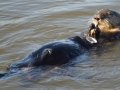Pacific Sea Otter