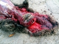 Pacific Sea Otter