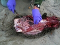 Pacific Sea Otter