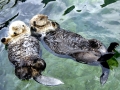 Pacific Sea Otter