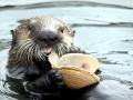 Pacific Sea Otter