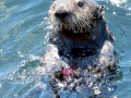 Pacific Sea Otter