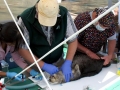 Pacific Sea Otter