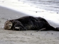 Pacific Sea Otter