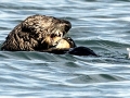 Pacific Sea Otter