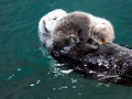 Pacific Sea Otter