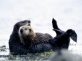 Pacific Sea Otter