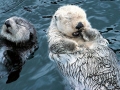 Pacific Sea Otter