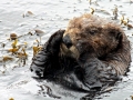 Pacific Sea Otter