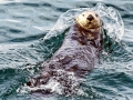 Pacific Sea Otter