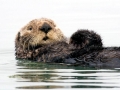Pacific Sea Otter