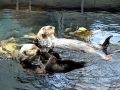 Pacific Sea Otter