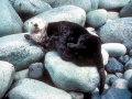Pacific Sea Otter