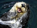 Pacific Sea Otter