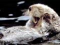 Pacific Sea Otter