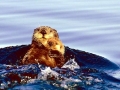 Pacific Sea Otter