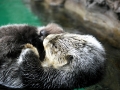 Pacific Sea Otter