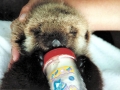 Pacific Sea Otter