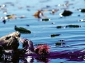 Pacific Sea Otter