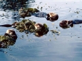 Pacific Sea Otter