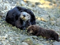 Pacific Sea Otter