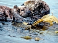 Pacific Sea Otter