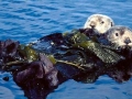 Pacific Sea Otter