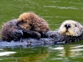 Pacific Sea Otter