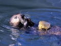 Pacific Sea Otter