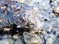 Pacific Sea Otter
