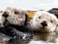 Pacific Sea Otter