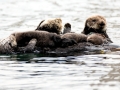Pacific Sea Otter