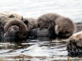Pacific Sea Otter
