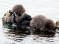 Pacific Sea Otter
