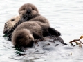 Pacific Sea Otter