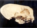 Pacific Sea Otter