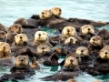 Pacific Sea Otter