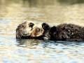Pacific Sea Otter