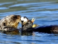 Pacific Sea Otter