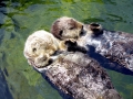 Pacific Sea Otter