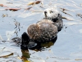 Pacific Sea Otter