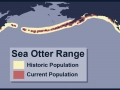 Pacific Sea Otter