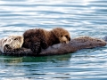 Pacific Sea Otter