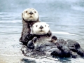 Pacific Sea Otter