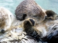 Pacific Sea Otter