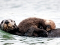 Pacific Sea Otter