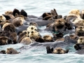 Pacific Sea Otter