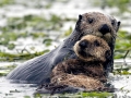 Pacific Sea Otter