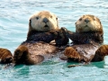 Pacific Sea Otter