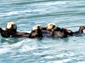 Pacific Sea Otter